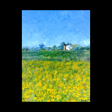 Blk Eyed Susans